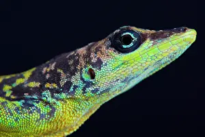 Stunning: Portrait of a stunning male Barbados Anole (Anolis