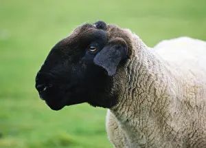 Heaths: Portrait of Suffolk Sheep Island Harris Hebrides Scotland