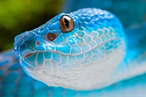 Albolabris: Portrait of Sunda island pitviper (Trimeresurus