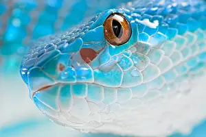 Albolabris: Portrait of Sunda island pitviper (Trimeresurus