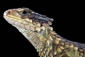Girdled: Portrait of Sungazer (Smaug giganteus) on black
