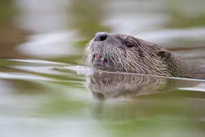 Neuhaus: Portrait of a swimming european otter (Lutra lutra)