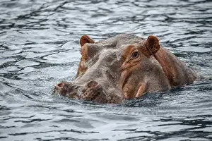 Hippopotamus: Portrait of a swimming hippo seen at the Murchison Falls National Park in Uganda