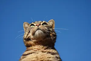 Crossed: Portrait of a tabby brown Cat on a blue sky France