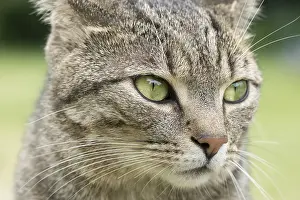 211119: Portrait of Tabby Cat