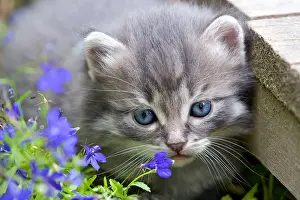Oberbruck: Portrait of a Tabby kitten in flowers Oberbruck France