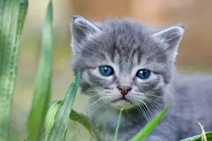 Oberbruck: Portrait of a Tabby kitten in the grass Oberbruck France