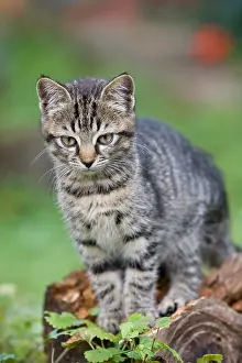 Oberbruck: Portrait of a Tabby Kitten sitting on a stump Oberbruck