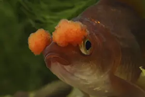 Mutations: Portrait of tail fan brown to red pompom Goldfish