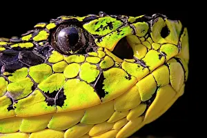 Recent: Portrait of Talamancan palm-pitvipers (Bothriechis