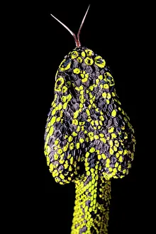 Recent: Portrait of Talamancan palm-pitvipers (Bothriechis