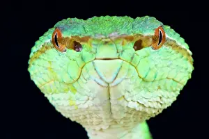 Tropidolaemus: Portrait of Temple viper Kalimantan (Tropidolaemus