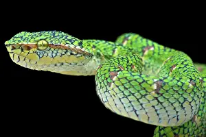 Tropidolaemus: Portrait of Temple viper lowland (Tropidolaemus