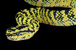 Sumatra: Portrait of Temple viper (Tropidolaemus wagleri)
