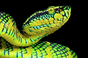 Sumatra: Portrait of Temple viper (Tropidolaemus wagleri)