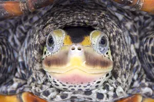 Anapsida: Portrait of Texas Diamondback terrapin (Malaclemys
