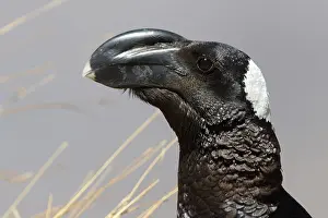 Crassirostris: Portrait of Thick-billed Raven (Corvus crassirostris)