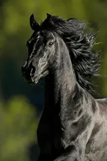 Gloss: Portrait of a thoroughbred Arabian black stallion