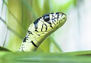 Colubrinae: Portrait of tiger snake (Spilotes pullatus) in the