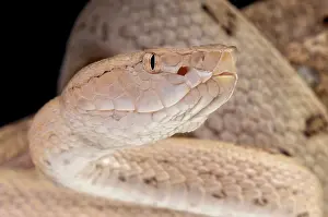 Lancehead: Portrait of Tokara habu (Trimeresurus tokarensis)