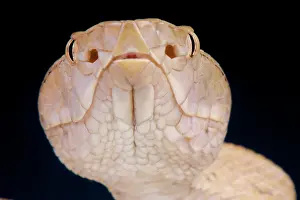 Lancehead: Portrait of Tokara habu (Trimeresurus tokarensis)