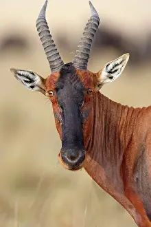 Topi: Topi