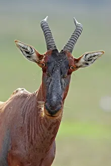 Topi: Topi