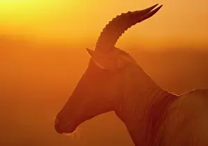 Topi: Portrait of Topi ( Damaliscus lunatus ) at sunset