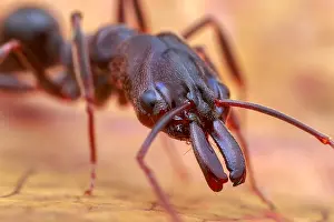 Trap: Portrait of a Trap-jaw ant (Odontomachus simillimus)