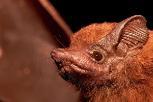 Chiroptera: Portrait of tropical Bat - Kourou - French Guiana