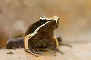 Lurch: Portrait of the tropical frog