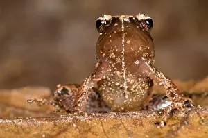 Lurch: Portrait of a tropical frog