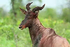 Topi: Topi
