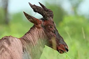 Topi: Topi