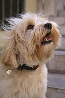 Sound: Portrait of Tulear Coton France