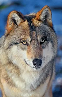 Meat: Portrait of Tundra wolf (Canis lupus albus), Eur
