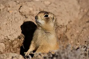 Cynomys: Portrait of Utah prairie dog (Cynomys parvidens)