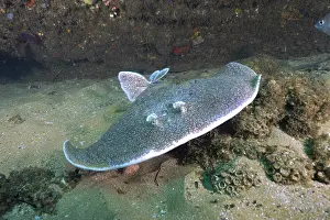 Electric: Portrait of Variable gulf torpedo (Torpedo sinuspersici)