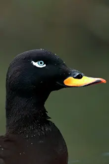 Fusca: Portrait of Velvet Scoter (Melanitta fusca), male