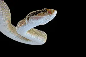 Bothrops: Portrait of Venezuela Lancehead (Bothrops venezuelensis)
