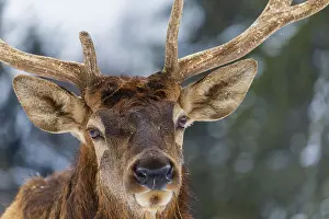 Wapiti: Portrait of a Wapiti stag, Cervus canadensis