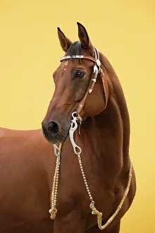 Harness: Portrait Western riding horse