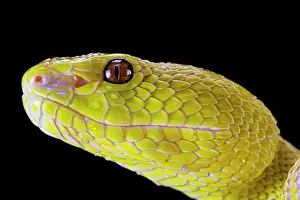 Wetar: Portrait of Wetar Pitviper (Trimeresurus insularis)
