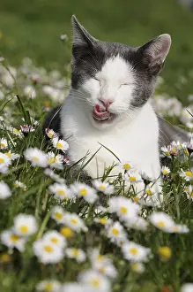 Composeae: Portrait of white and blue male European cat among daisies