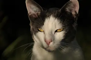 Sink: Portrait of a white and blue male European cat France