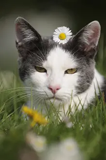 Unusuals: Portrait of white and blue male European cat in a garden
