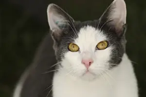 Sink: Portrait of white and blue male European cat in a garden