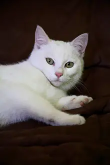 Cushions: Portrait of a white Cat France
