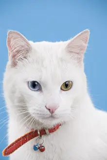 Studios: Portrait of a white cat with minnow eyes