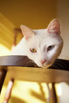Sense: Portrait of white cat with odd eyes - Brazil